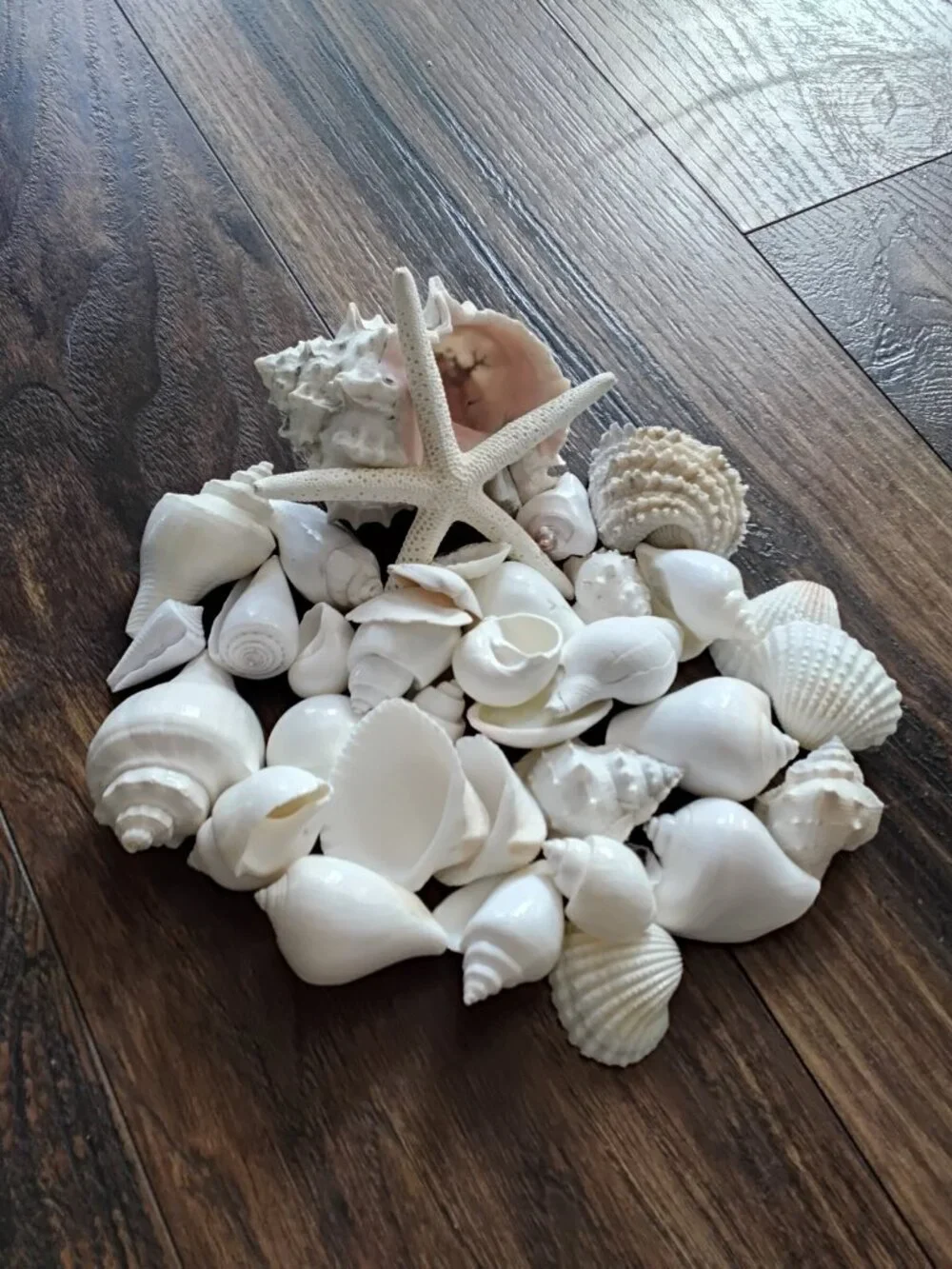 Lot of 38 Assorted Seashells of Various Specimens & Sizes. Beach Coastal Decor